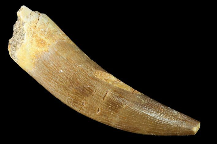 Fossil Plesiosaur (Zarafasaura) Tooth - Morocco #160580